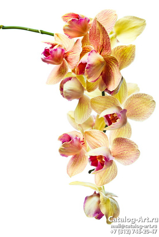 Yellow orchids 26